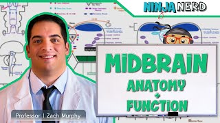 Neurology  Midbrain Anatomy amp Function [upl. by Ahtnamas]