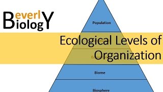 Ecological Levels of Organization [upl. by Darooge]