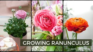 Growing Ranunculus  How to Plant Care amp Use Ranunculus Flowers [upl. by Ahtnams890]