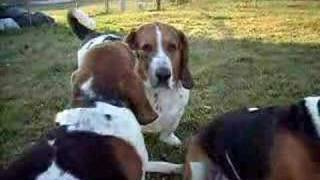 Bassets Hound Barking [upl. by Sunev]