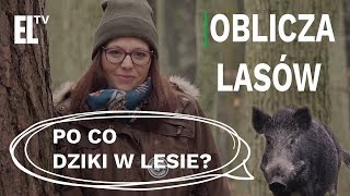 Po co dziki w lesie  Oblicza lasów 69 [upl. by Hallerson28]