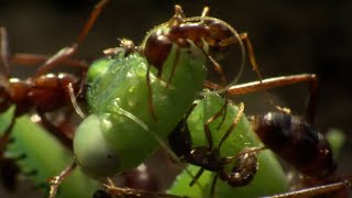 Praying Mantis Decapitated by Ant Swarm  Superswarm  BBC Earth [upl. by Retseh]