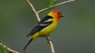 Western Tanager Bird Song Bird Songs Western North AmericaNature Sounds for Peace and Relaxation [upl. by Just]