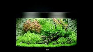 Juwel Aquarium Vision 180 Einrichtungsbeispiel  Tutorial [upl. by Yolanthe]