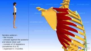 The serratus anterior [upl. by Snahc]