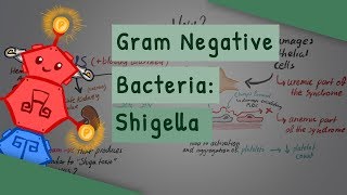 Gram Negative Bacteria Shigella [upl. by Ahsieyt]