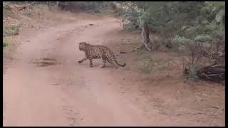 Ranthambores Wild Wonders A Leopard Encounter to Remember [upl. by Vedetta]