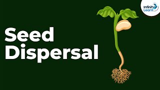 Seed Dispersal  Reproduction in Plants  Dont Memorise [upl. by Ruder674]