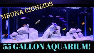 55 Gallon Aquarium  African Cichlids Mbuna Tank [upl. by Ahseei]