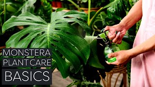 Monstera Deliciosa Plant Care Beginner Swiss Cheese Plant Tips [upl. by Adnerol]