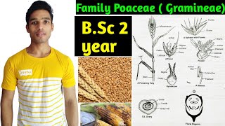 Family Poaceae Gramineae Floral characters daigram formula and Economic importance BSc 2 year [upl. by Fagaly]