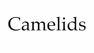 How to Pronounce Camelids [upl. by Bor361]