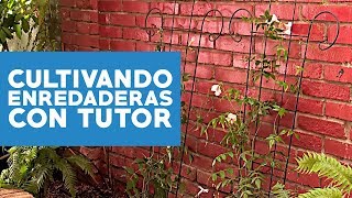 ¿Cómo cultivar enredaderas con tutor [upl. by Garner]