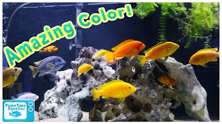 How to Set Up an Mbuna Cichlid Tank [upl. by Elletsyrk]