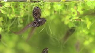 Tadpoles Feeding and Cannibalisation [upl. by Neil]