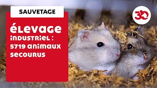 Sauvetage exceptionnel  5719 animaux secourus par la Fondation 30 Millions d’Amis [upl. by Annasor68]