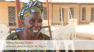 Aïssata Diallo – Un projet d’élevage réussi  Swisscontact [upl. by Nimrahc]