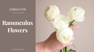 How to Care for Ranunculus Flowers Flower Moxie Product Video [upl. by Haywood]