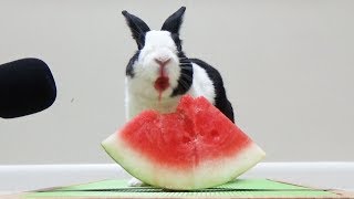 Rabbit eating watermelon ASMR [upl. by Lizabeth]