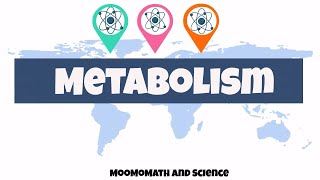 introduction to metabolism  Biology basics [upl. by Mungo83]