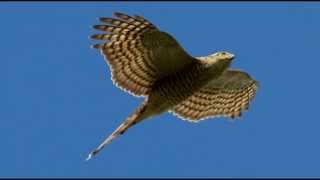 Sparrowhawk Bird Call Bird Song [upl. by Echikson]