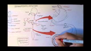 Digestive System Anatomy [upl. by Sammer883]