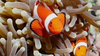 Ocellaris Clownfish Care Guide [upl. by Affra]