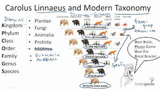 1312 Carolus Linnaeus and Modern Taxonomy [upl. by Etteragram]