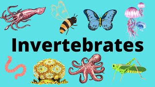 The Diversity of Invertebrates [upl. by Kristan]