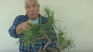 HOW TO MAINTAIN PODOCARPUS BONSAI [upl. by Neeruan]