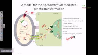 Agrobacterium mediated gene transformation in plants [upl. by Etnoval]