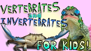 Learning About Vertebrates and Invertebrates [upl. by Bbor]