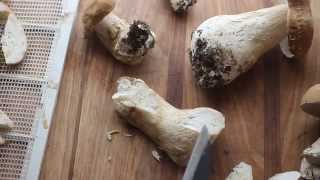 Preserving and trimming fresh porcini [upl. by Aihsirt]