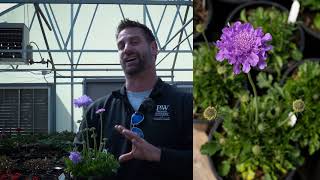 Scabiosa Flutter Deep Blue Pincushion Flower [upl. by Notled]