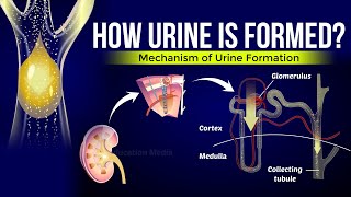 How is Urine Formed  Mechanism of Urine Formation [upl. by Neille]