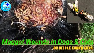 Maggot wound in Dogs amp Cats [upl. by Rebhun114]