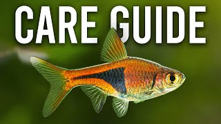 How to Care for Harlequin Rasboras and Lambchop Rasboras [upl. by Barabbas]