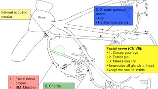 Cranial nerve VII [upl. by Delanos755]