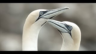 Gannet life in Newfoundland Canada [upl. by Merceer]