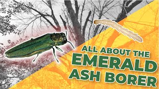 All About the Emerald Ash Borer and Treatments to Combat it [upl. by Palestine]