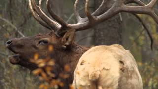 Bull Elk Bugling during the Rut [upl. by Icyaj462]