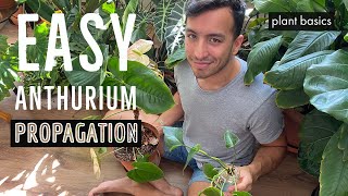 How to propagate Anthuriums in water [upl. by Estell334]