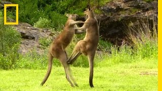 Kangaroo vs Kangaroo  National Geographic [upl. by Galvan292]