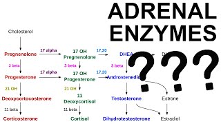 Adrenal Enzyme Deficiencies [upl. by Sweet]