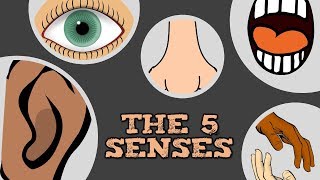 THE 5 SENSES catchy song for kids about quotsee hear smell taste touchquot [upl. by Frager]