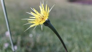 SALSIFY Tragopogon dubius [upl. by Lynnelle848]