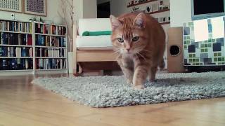 Ertappt Lustiges KatzenVideo von Rackern allein daheim [upl. by Assenyl]