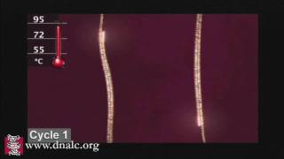 Polymerase Chain Reaction PCR [upl. by Osmen]