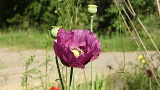 Adormidera  Papaver somniferum Amapola del opio  ¿De dónde sale el opio [upl. by Tabb333]