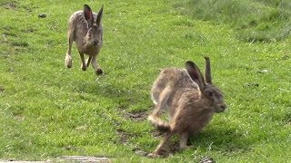 Brown Hares  Lepus Europaeus [upl. by Knox]